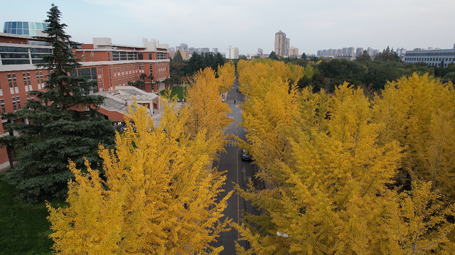 满目金黄，来杨凌赴一场“鎏金之约”！