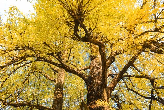 宜春人私藏的赏秋地图，这4个宝藏地，让摄影师都走不动路！