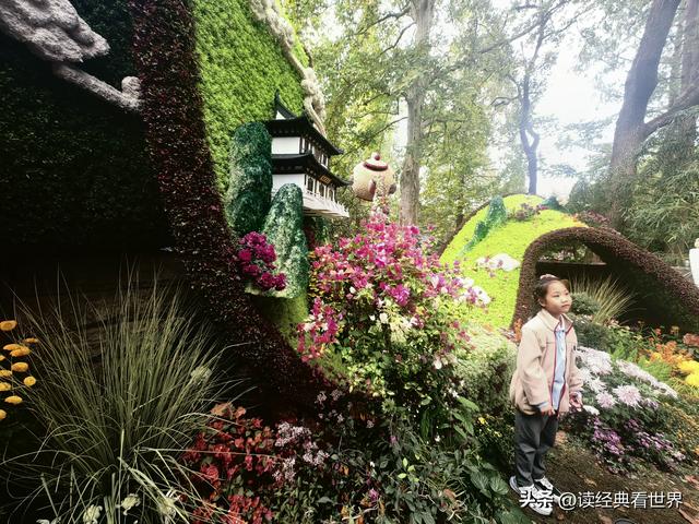 杭州植物园的菊花展——一场关于菊花的饕餮盛宴（二）