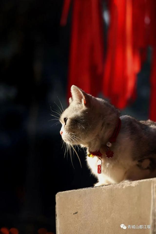 美疯！我就说初冬的都江堰有真东西！