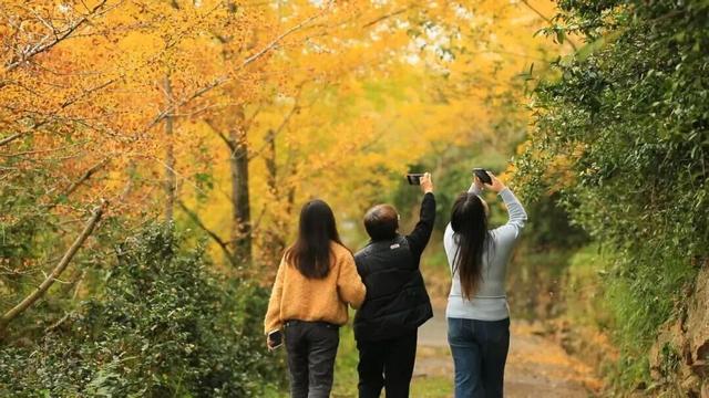 【美丽四川】一年一度朋友圈银杏比美时刻又来了！