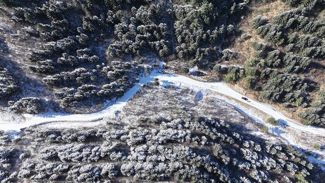 武山县太皇山：雪松琼枝绽冬韵