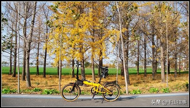 金叶轮行：大行045折叠自行车薛城→官桥薛国故城银杏林深度评测
