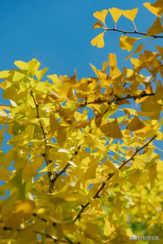 美爆！美爆！超全攻略！超出片！🤳昆明银杏黄金倒计时，抓紧时间冲~