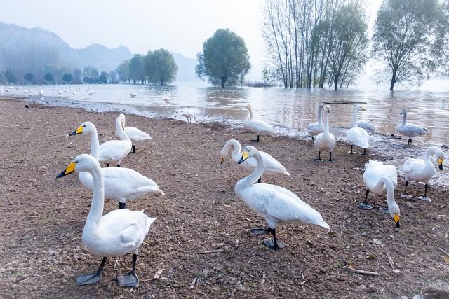陕晋豫三省交界有座小城，黄河九曲，让无数人流连忘返