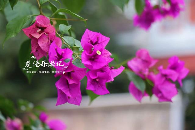 这里被称为“浙东第一古镇”，却被人忽略，宁静中更显江南韵味