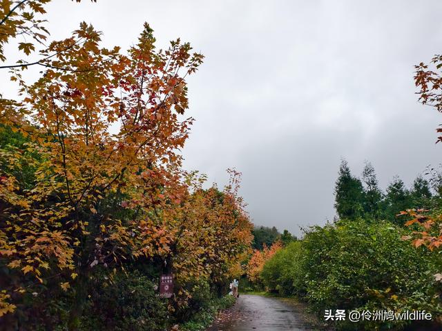 四川行(73)什邡红枫岭徒步到钟鼎寺