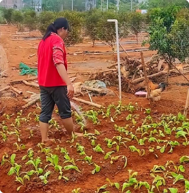 全红婵也没有想到，新房刚刚封顶，一家人就走上了大衣哥的老路