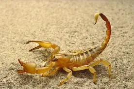 贺兰山的劫难：捉蝎子行为常见，人蝎互有损伤，代价到底有多大？图片