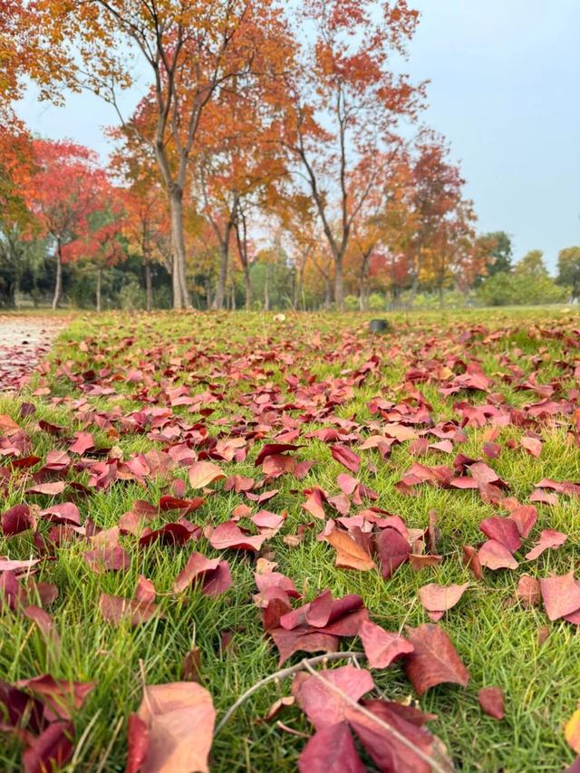 太出片了！这里的枫叶红了，乌桕美了！网友：原来武汉的秋天这么多情！