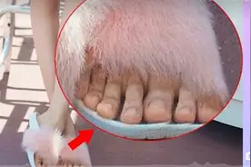 明星也难逃法眼，网友火眼金睛来袭【爆笑回顾那些被揭穿的瞬间】图片