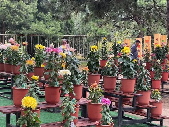 万株菊花争奇斗艳！国家植物园开启最美金秋，攻略——