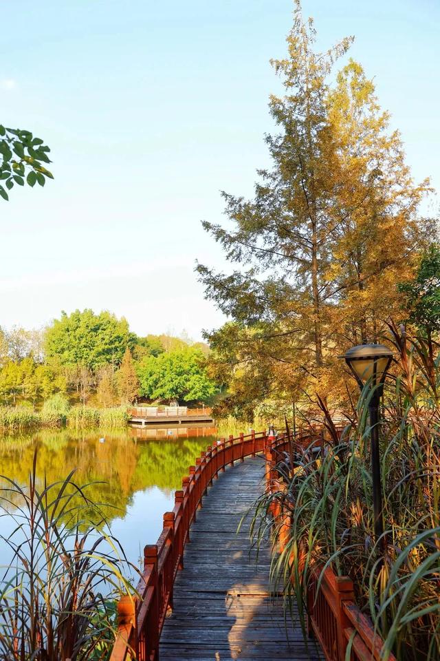 最高气温20℃!重庆人快来这些公园晒太阳