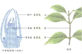 七年级下册生物知识点图片