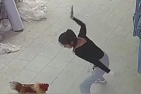 笑麻了！人鸡大战：家养大公鸡反咬主人！图片
