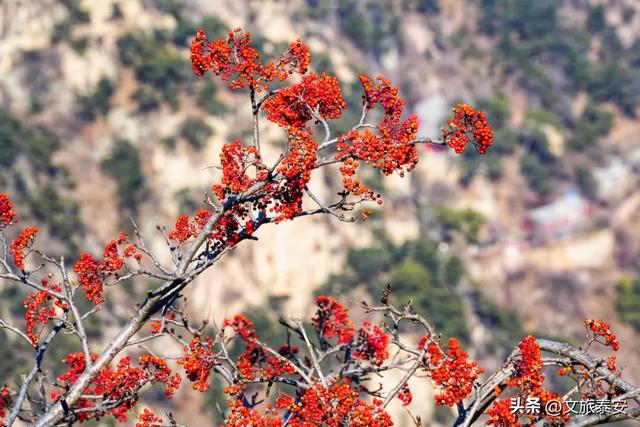 冻到发抖却爽到炸？泰山上的风景，让我懂了什么叫“ 冷并治愈着” ~