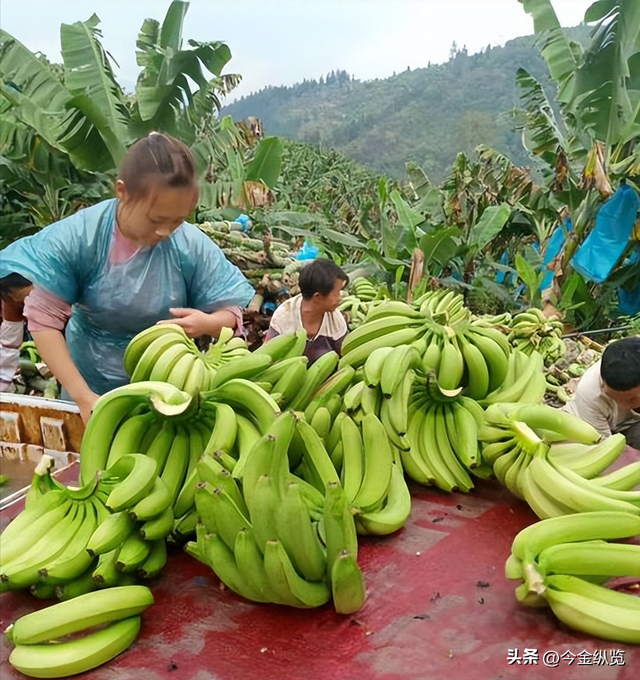 你家香蕉总烂一根？别再自责了！揭秘从果园到餐桌的“保鲜大战	”