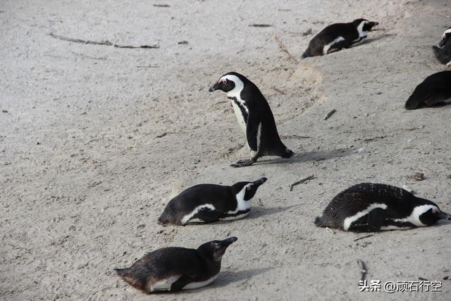 南部非洲：南非开普敦企鹅岛