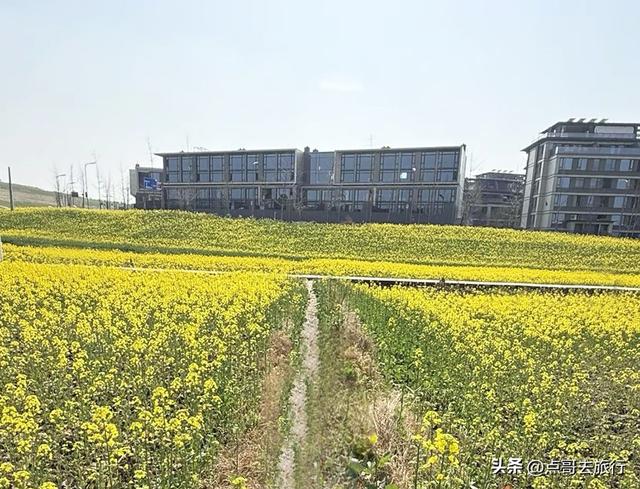 成都南三环附近最大油菜花田，天然观景台，视野非常壮观！