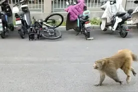 北京近期多地出现猴子踪迹 森林公安：俩猕猴抓到了图片