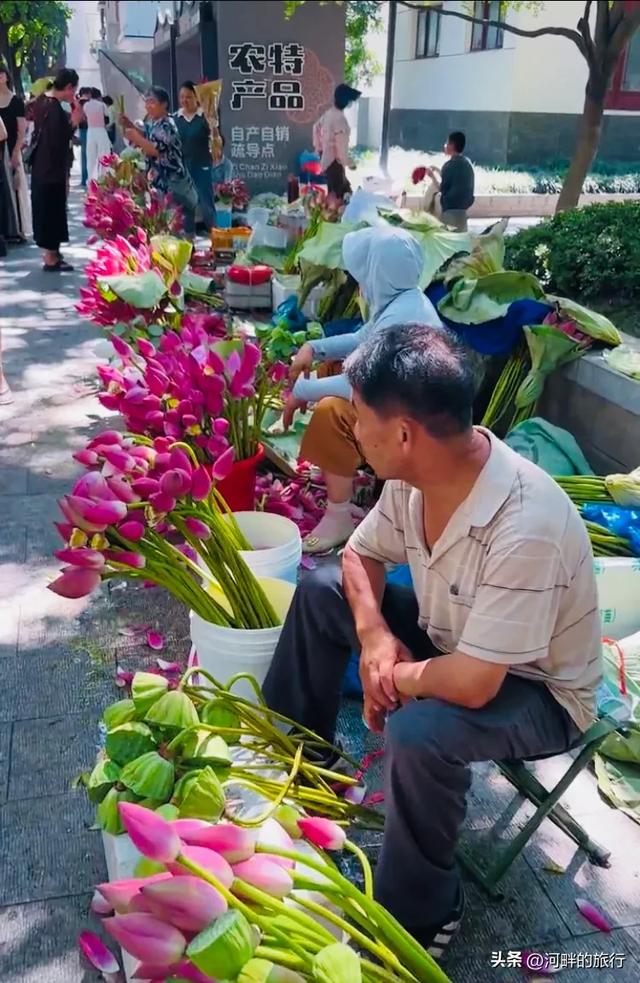 姑苏城荷花早市，买一把荷花