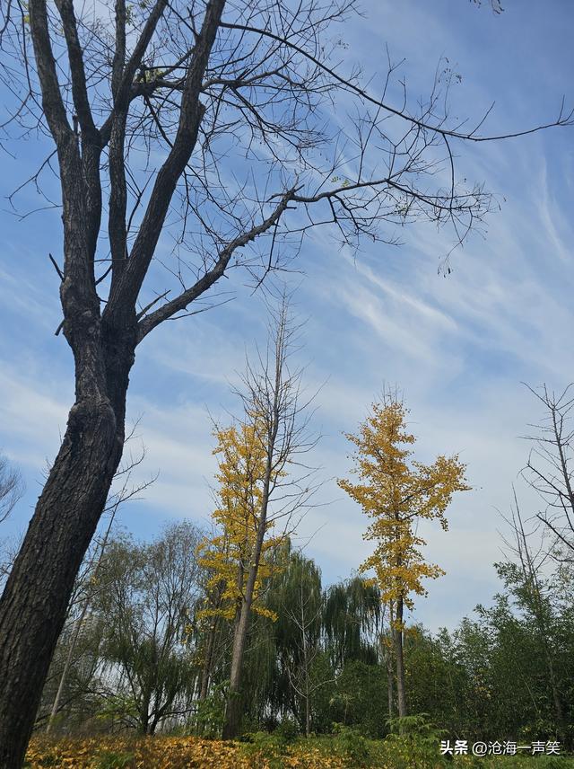 我与初冬有个约会，金黄的，绿黄的，红色的，湛蓝的，拥抱自然吧