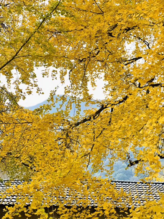 南雄坪田镇赏银杏，时间正好，银杏橙黄