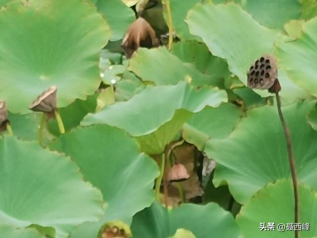 湖岸风光:秋菏