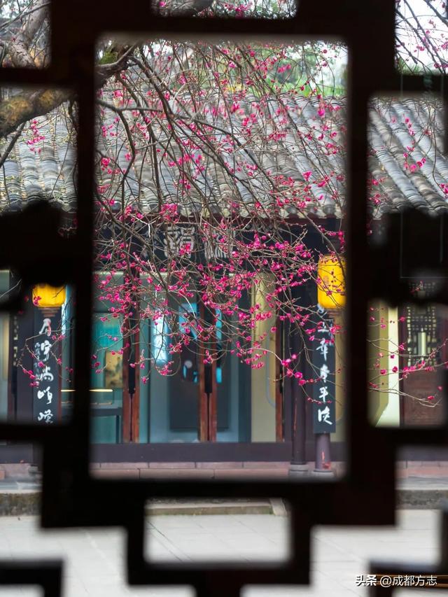 成都这波“梅”景太出片，错过再等一年~