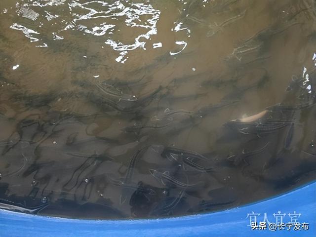 宜人宜宾立即打开区县新“势”调研行丨执“绿”为笔 绘就美丽长宁