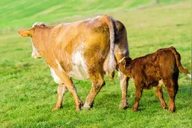 母牛胎衣不下超过三天怎么办图片