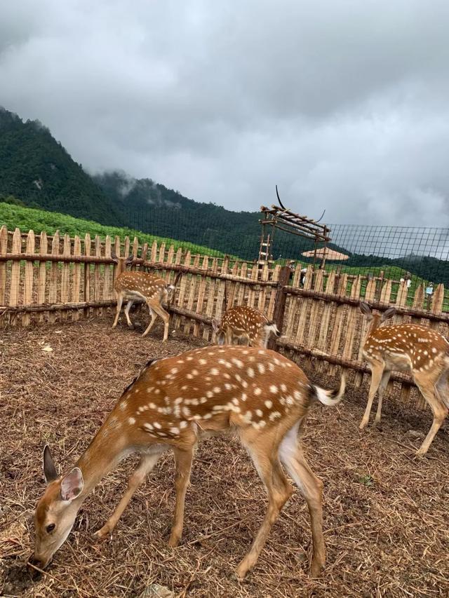 马里冷旧惊现萌宠？黑竹沟彝人牧场小憩营地+驼语小筑+鹿町花阶+矮驹巷陌+绵毛小驿…现已开园，门票免费送！