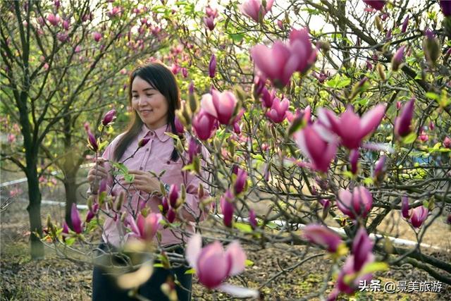 一堂春色动岭南，佛山三水卡玛数千株玉堂盛放，引发三八旅游热潮