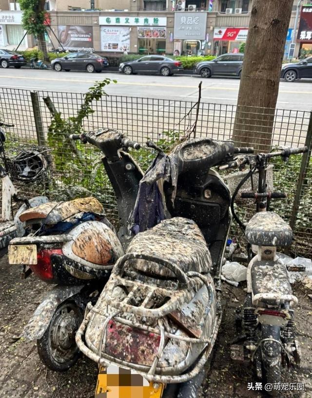 车停树下被鸟屎覆盖，洗车费花光	，我终于明白停车要远离大树