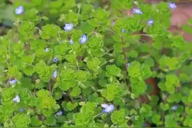 果实像人的肾，人称“肾子草”，个头虽不高，价值却不小，认识下图片