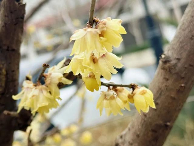 探春大理道！腊梅花提前绽放 春日限定美景上线