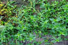 水花生：顽强生命力的革命植物图片