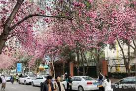 玉兰花开香四溢 寻芳赏春正当时图片