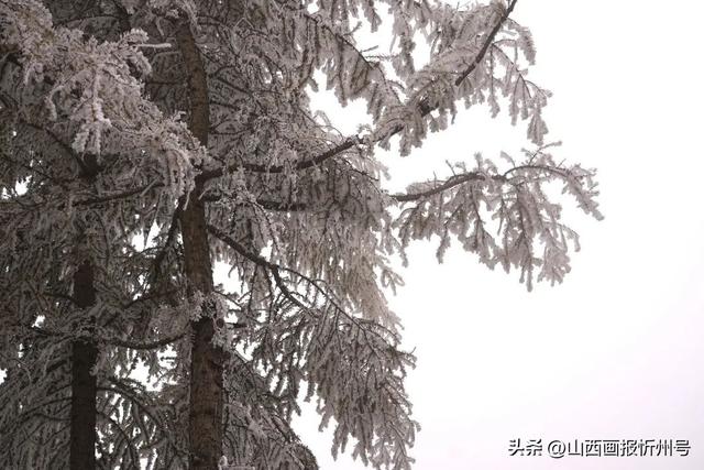 五台山景区雾凇奇观：金秋银装绘就冰雪童话