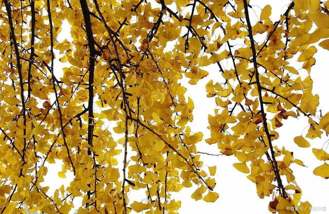 说起红叶就知道栖霞山和天平山？江南赏秋花样不要太多