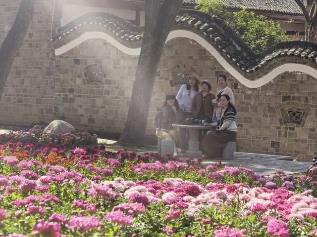 太美了！九江人私藏的赏菊地，错过等一年