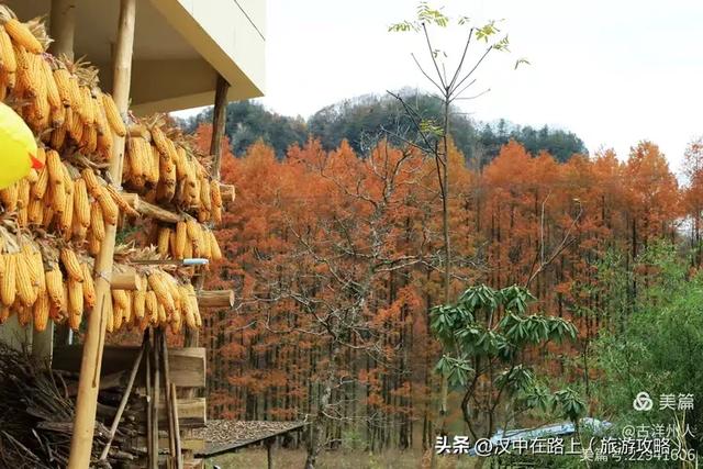 龙池秋色惹人醉