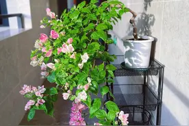 盛极一时的“三角梅”，已经跌落神坛，“3大原因”不容忽视图片