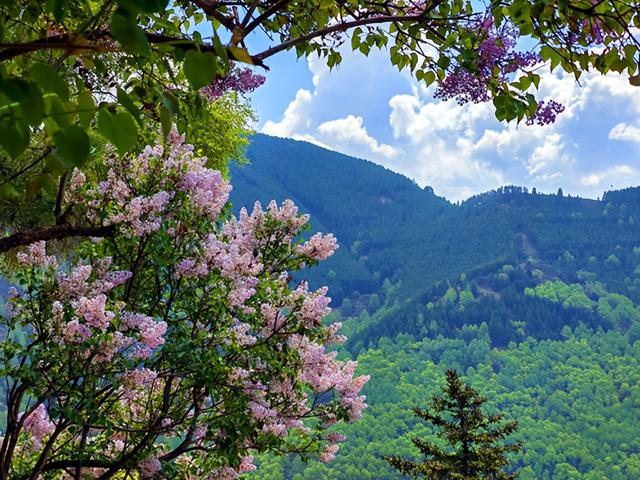 山西旅游：四大佛教名山之一五台山行（图）