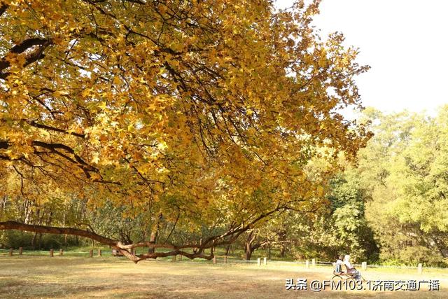 公园景区秋色图鉴，这几处必打卡