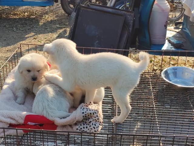 记录德州:岔河河堤上的大集,人山人海,异常热闹