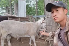 养羊不知羊，那就不要养，分享养羊过程中的十个常识图片