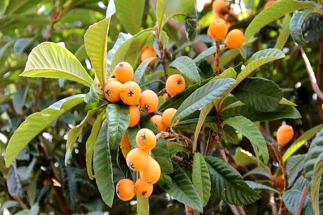 院子接地气，生活才有烟火气