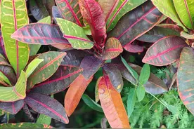 荣耀 200 使用感受图片