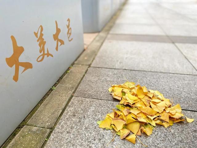 大邑银杏@你，初冬限定“金”喜，请查收！